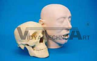 Skull, Skin